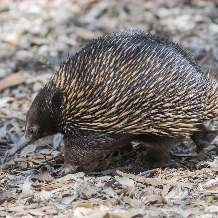 hayop na tamad - echidna