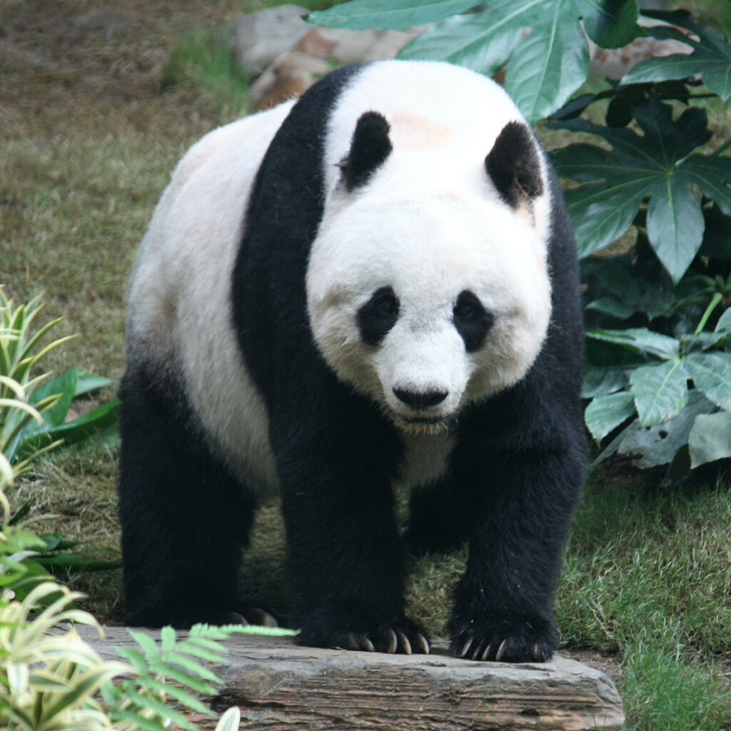 hayop na tamad - giant panda