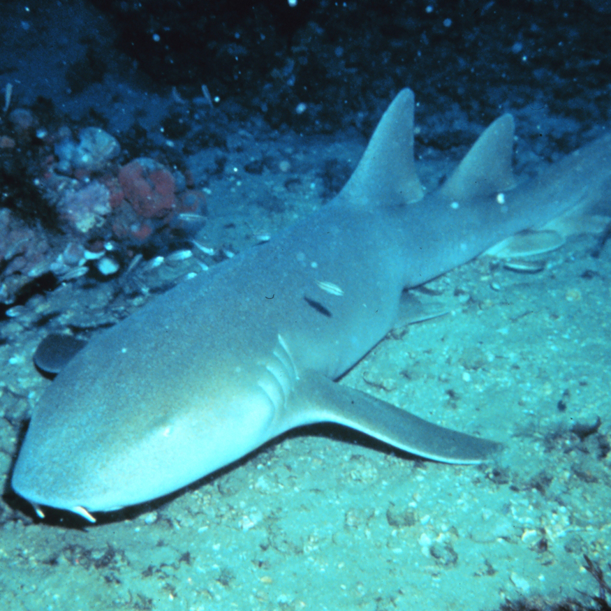 hayop na tamad - nurse shark