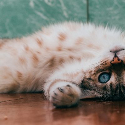 Study shows cats make nearly 300 expressions – is it possible?