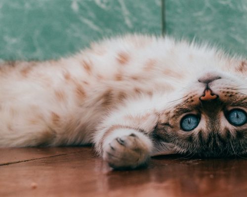 Study shows cats make nearly 300 expressions – is it possible?