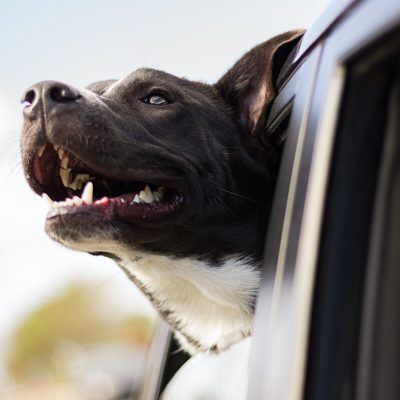 GrabPet is back! Here’s what you can do to bring your fur babies with you