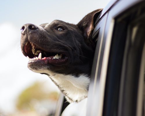 GrabPet is back! Here’s what you can do to bring your fur babies with you