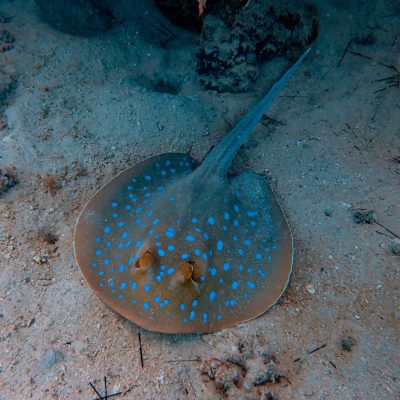 Stingray o pagi